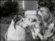 Lassie: Season 11 (1964-1965 TV series) DVD-R