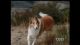 Lassie: Season 17 (1970-1971 TV series) DVD-R