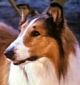 Lassie: Season 19 (1972-1973 TV series) DVD-R